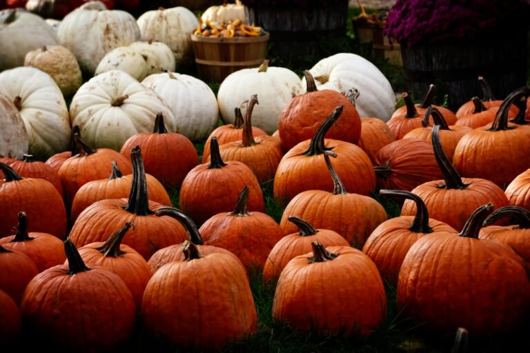 orange and white pumpkins