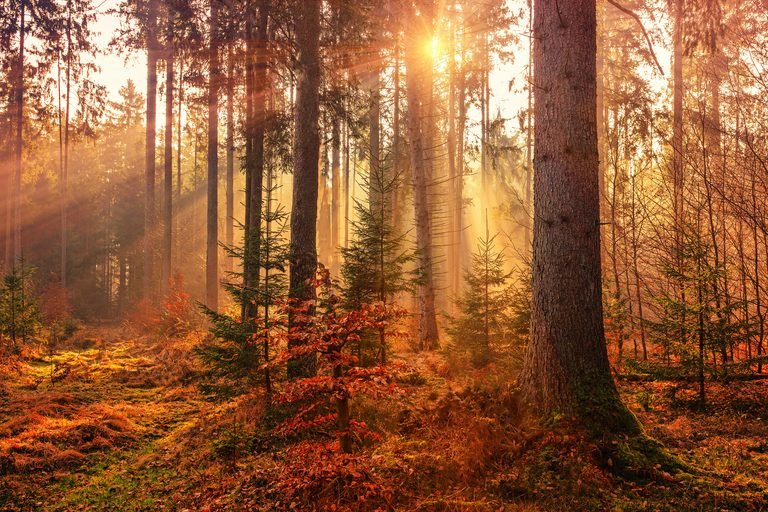 sunlight filtered through a forest of fall foliage