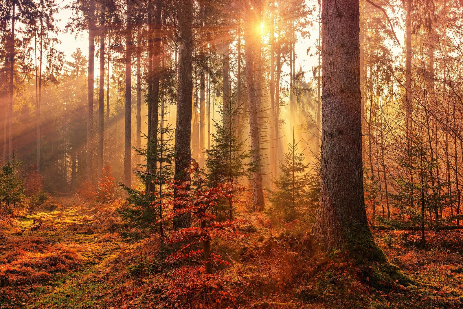 sunlight filtered through a forest of fall foliage
