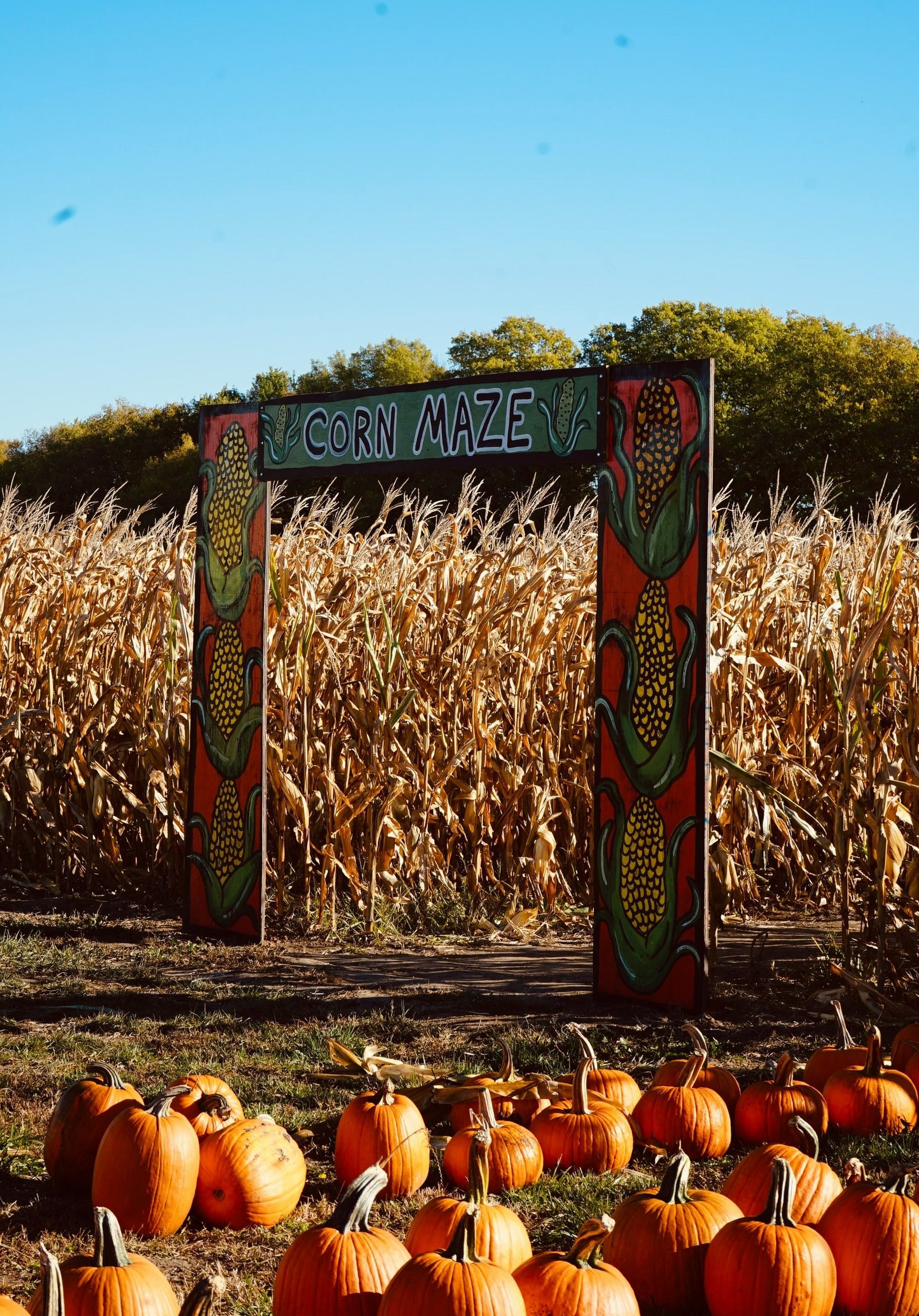 Corn Maze and pumpkin patch