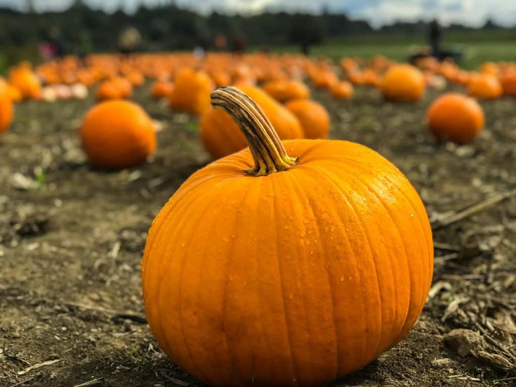 a pumpkin in a pumpkin patch
