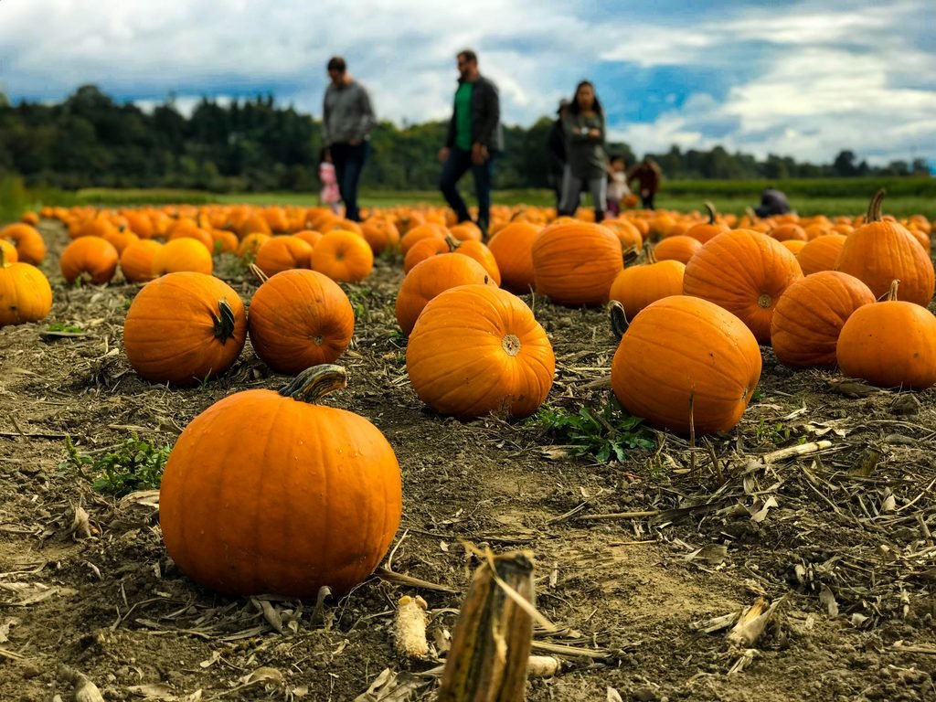 People walking through a pumpkin field
